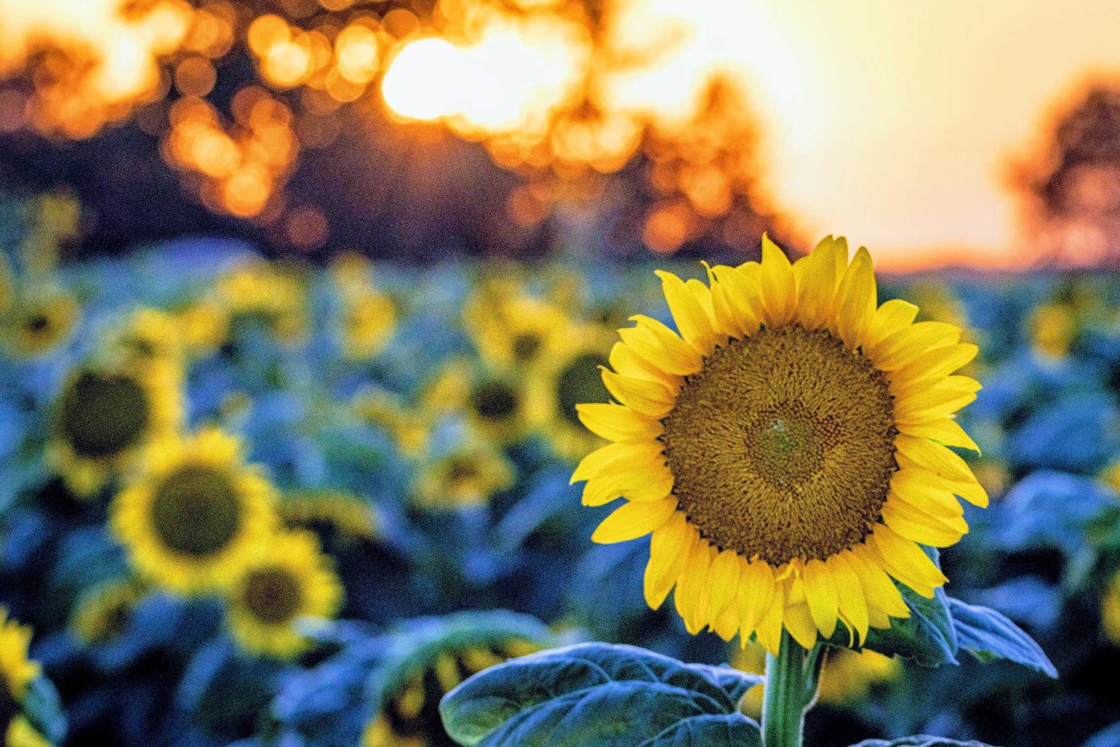 Herfst zonnebloem